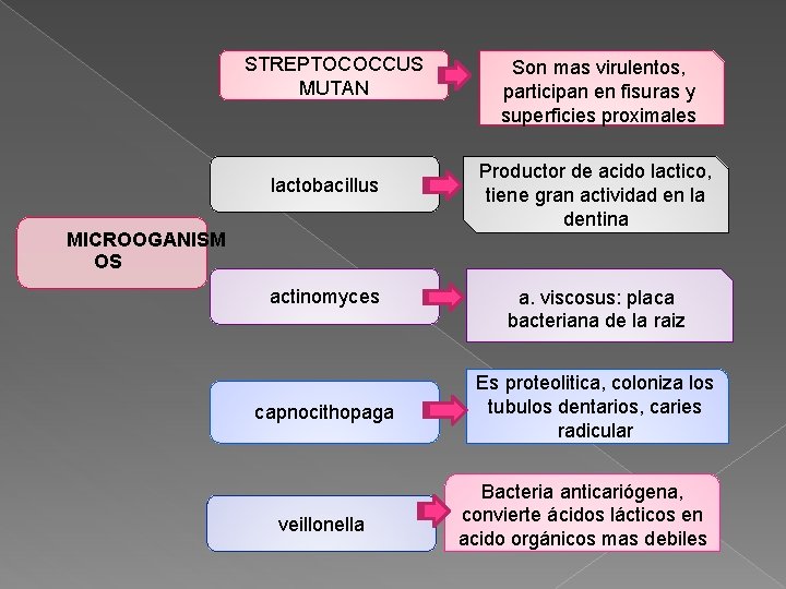 STREPTOCOCCUS MUTAN lactobacillus MICROOGANISM OS actinomyces capnocithopaga veillonella Son mas virulentos, participan en fisuras