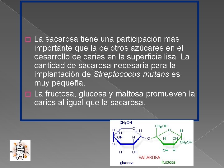 La sacarosa tiene una participación más importante que la de otros azúcares en el