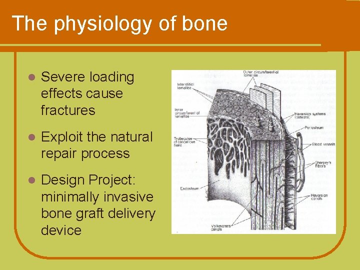 The physiology of bone l Severe loading effects cause fractures l Exploit the natural