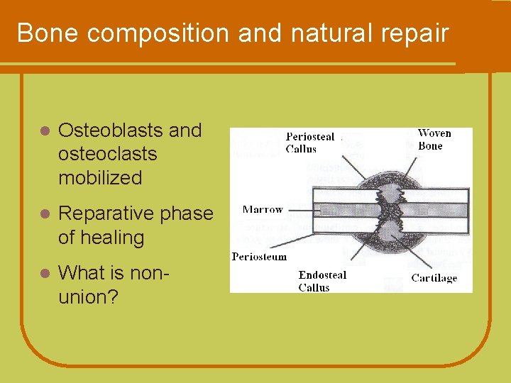 Bone composition and natural repair l Osteoblasts and osteoclasts mobilized l Reparative phase of