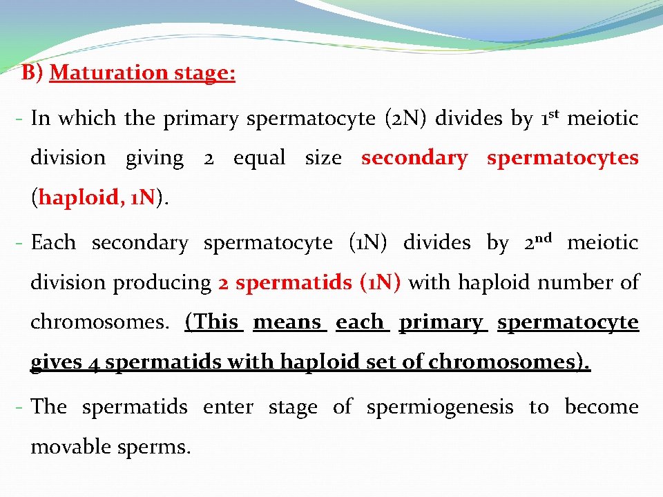  B) Maturation stage: - In which the primary spermatocyte (2 N) divides by