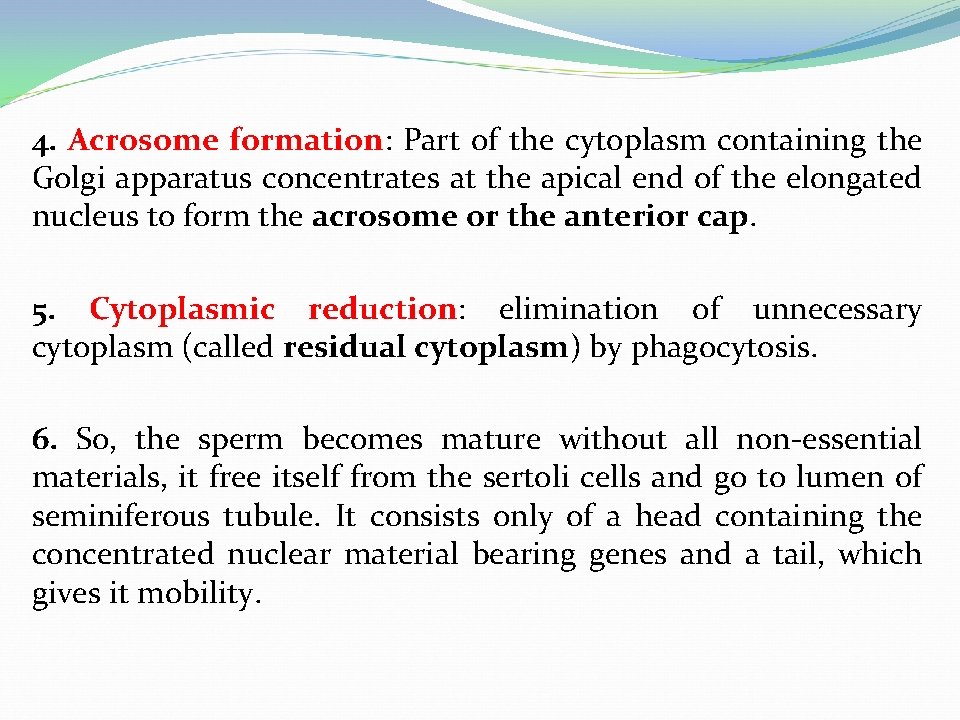 4. Acrosome formation: Part of the cytoplasm containing the Golgi apparatus concentrates at the