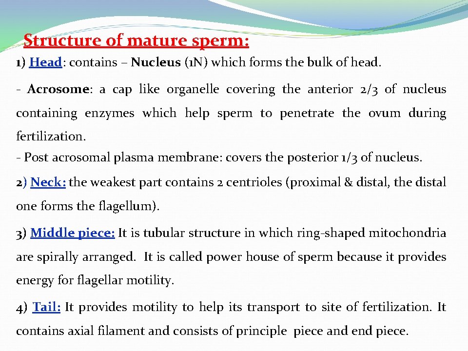 Structure of mature sperm: 1) Head: contains – Nucleus (1 N) which forms the