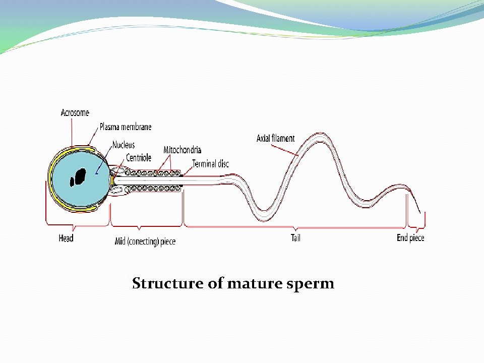 Structure of mature sperm 