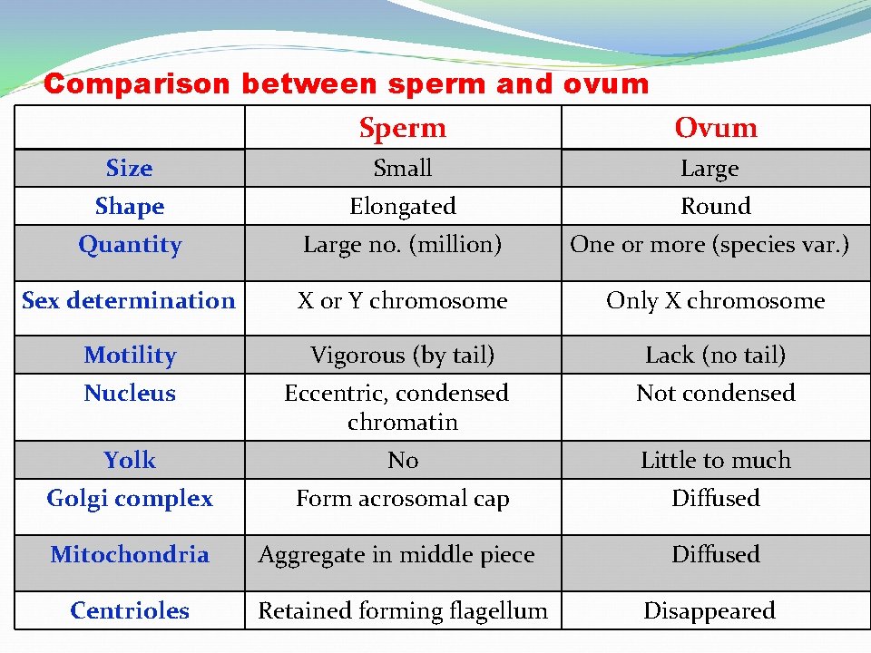 Comparison between sperm and ovum Sperm Ovum Size Small Large Shape Elongated Round Quantity