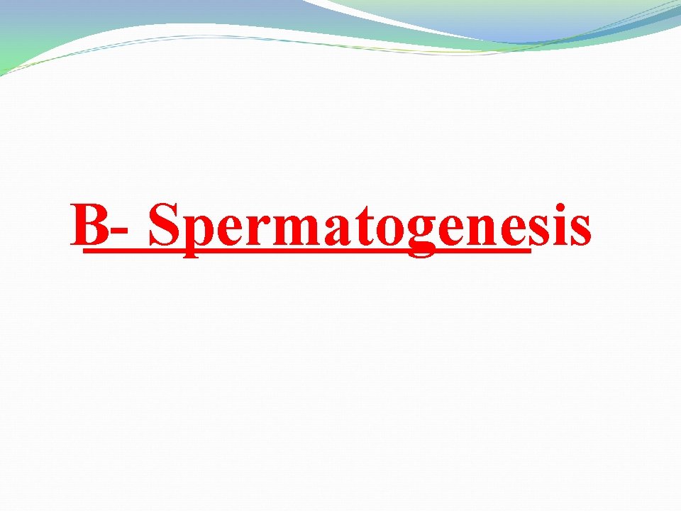 B- Spermatogenesis 