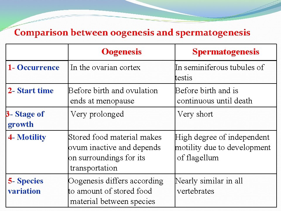 Comparison between oogenesis and spermatogenesis Oogenesis Spermatogenesis 1 - Occurrence In the ovarian cortex