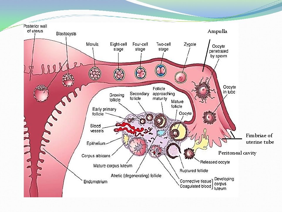 Ampulla Fimbriae of uterine tube Peritoneal cavity 