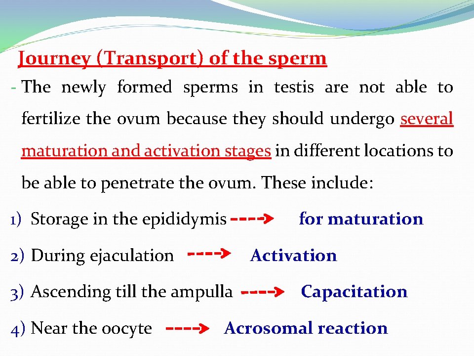 Journey (Transport) of the sperm - The newly formed sperms in testis are not