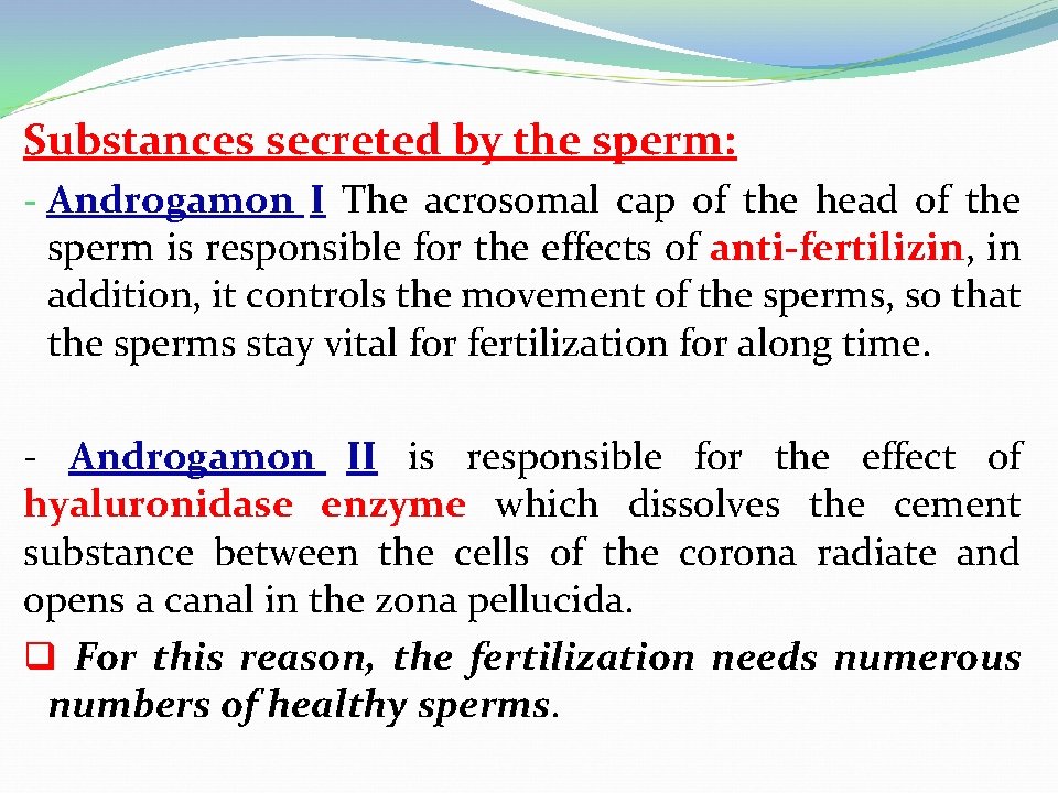 Substances secreted by the sperm: - Androgamon I The acrosomal cap of the head