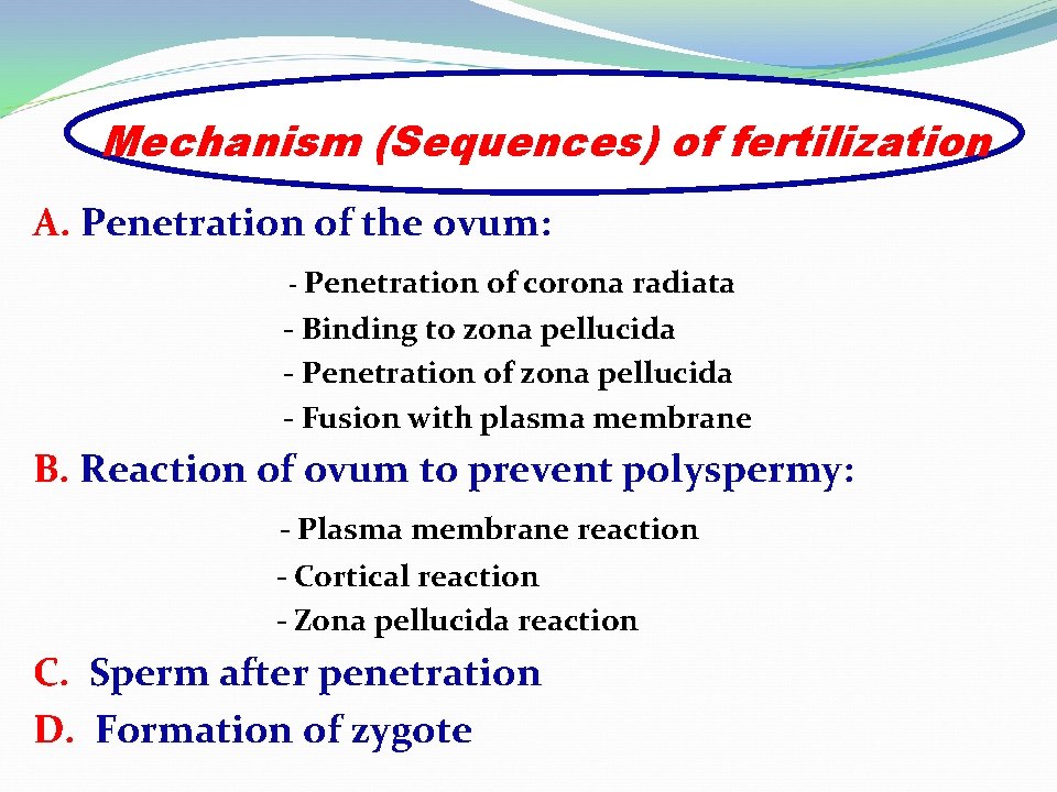 Mechanism (Sequences) of fertilization A. Penetration of the ovum: - Penetration of corona radiata