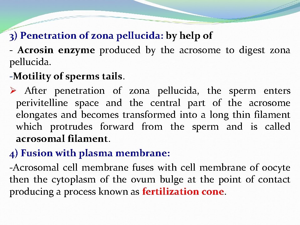 3) Penetration of zona pellucida: by help of - Acrosin enzyme produced by the