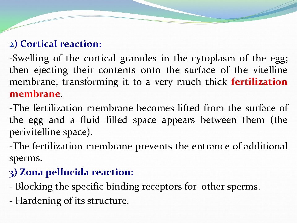 2) Cortical reaction: -Swelling of the cortical granules in the cytoplasm of the egg;