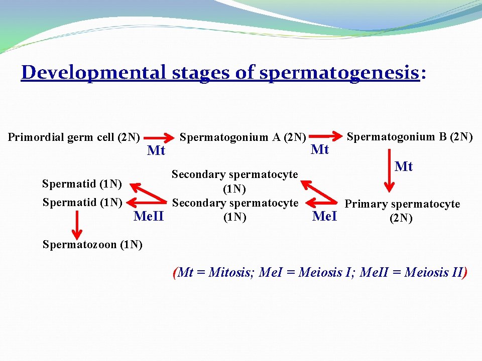 Developmental stages of spermatogenesis: Primordial germ cell (2 N) Mt Spermatogonium A (2 N)