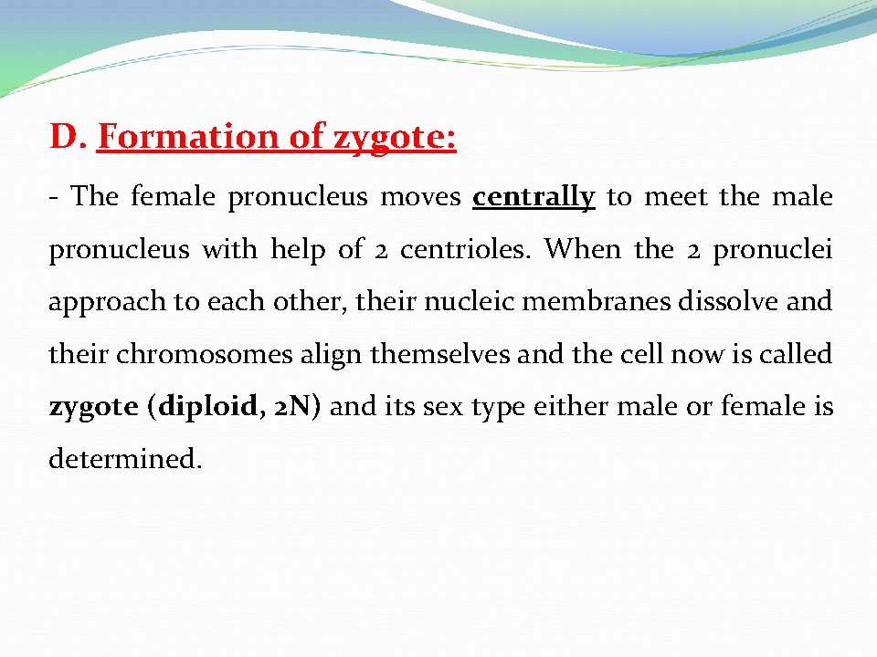 D. Formation of zygote: - The female pronucleus moves centrally to meet the male