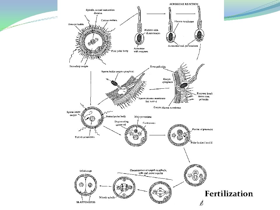 Fertilization 