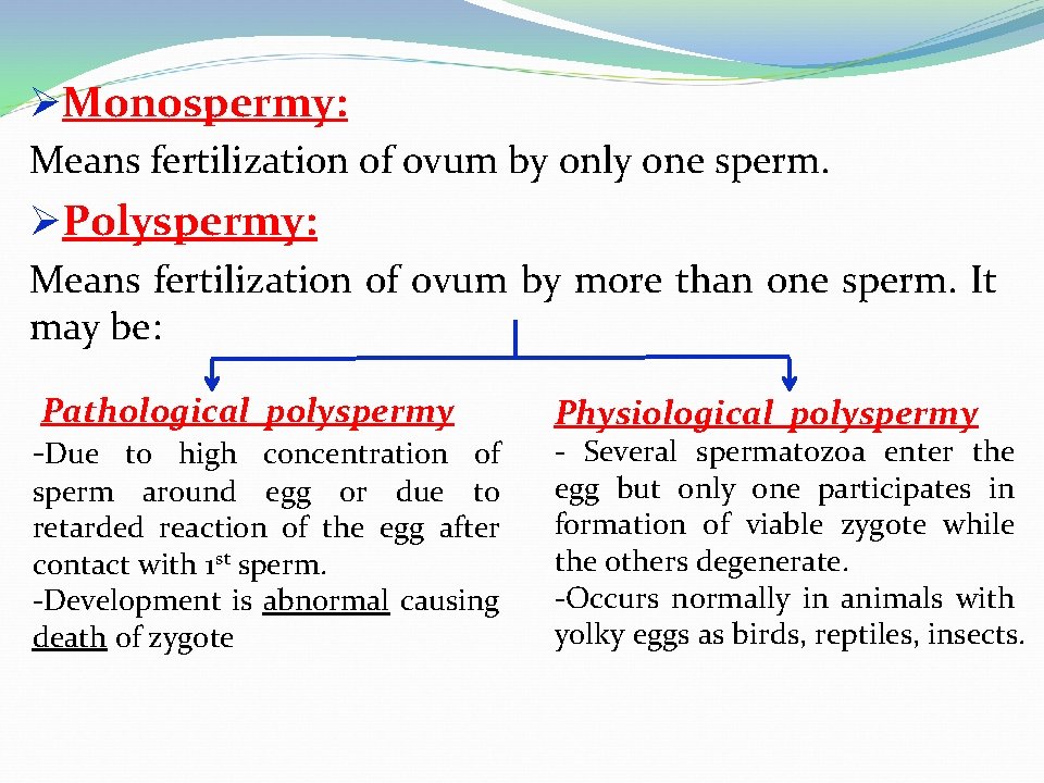 ØMonospermy: Means fertilization of ovum by only one sperm. ØPolyspermy: Means fertilization of ovum