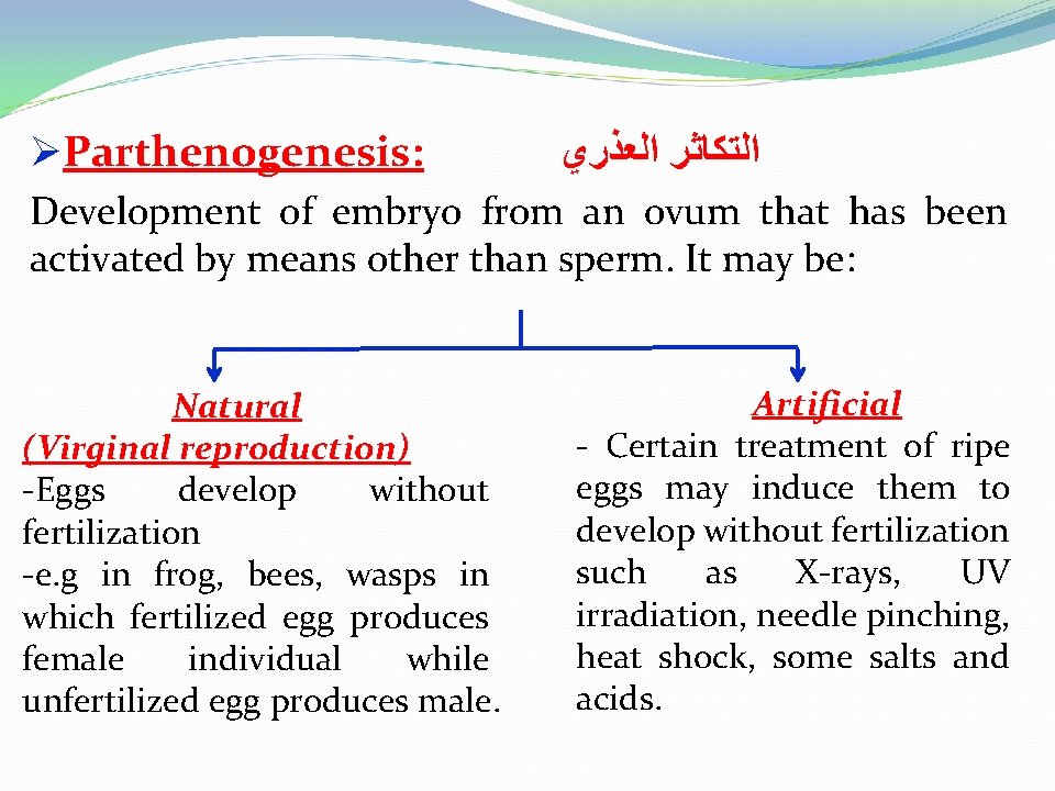 ØParthenogenesis: ﺍﻟﺘﻜﺎﺛﺮ ﺍﻟﻌﺬﺭﻱ Development of embryo from an ovum that has been activated by