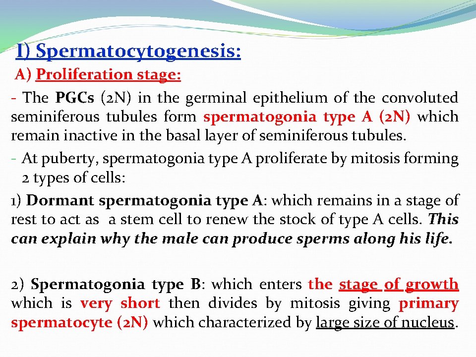 I) Spermatocytogenesis: A) Proliferation stage: - The PGCs (2 N) in the germinal epithelium