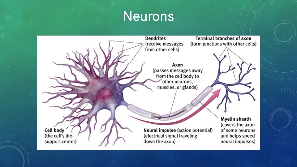 Neurons 