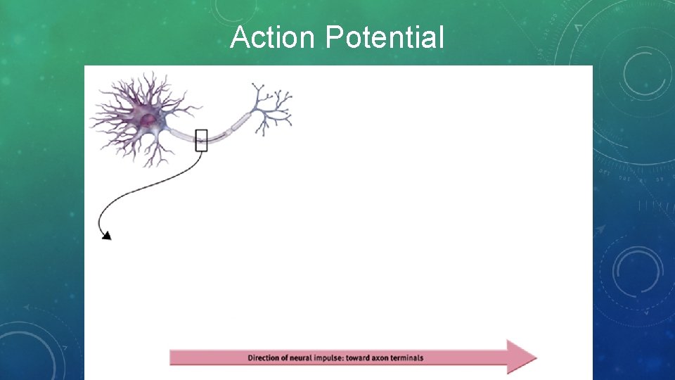 Action Potential 