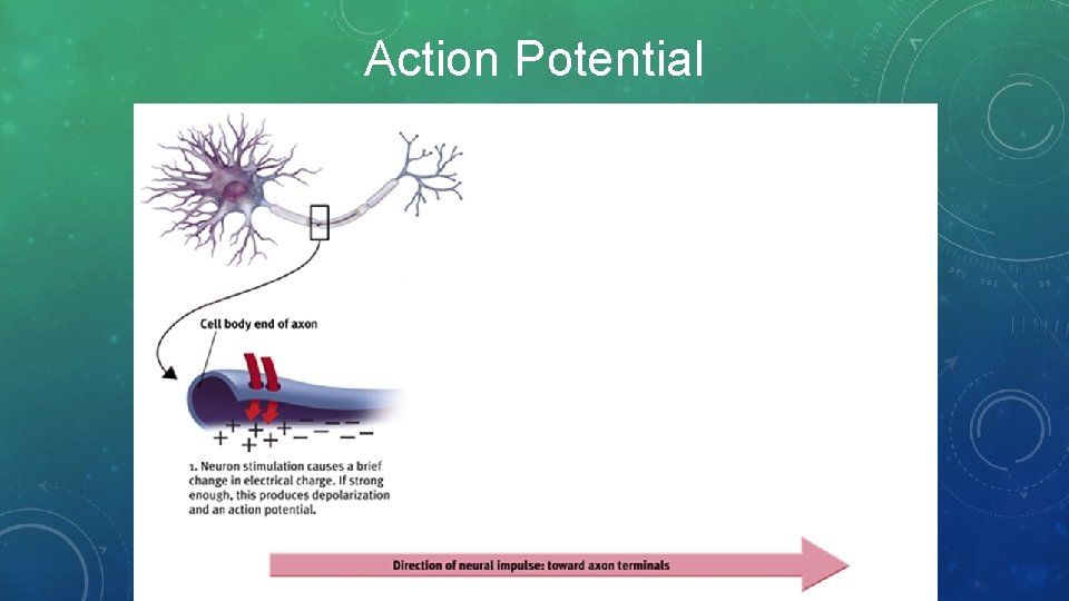 Action Potential 