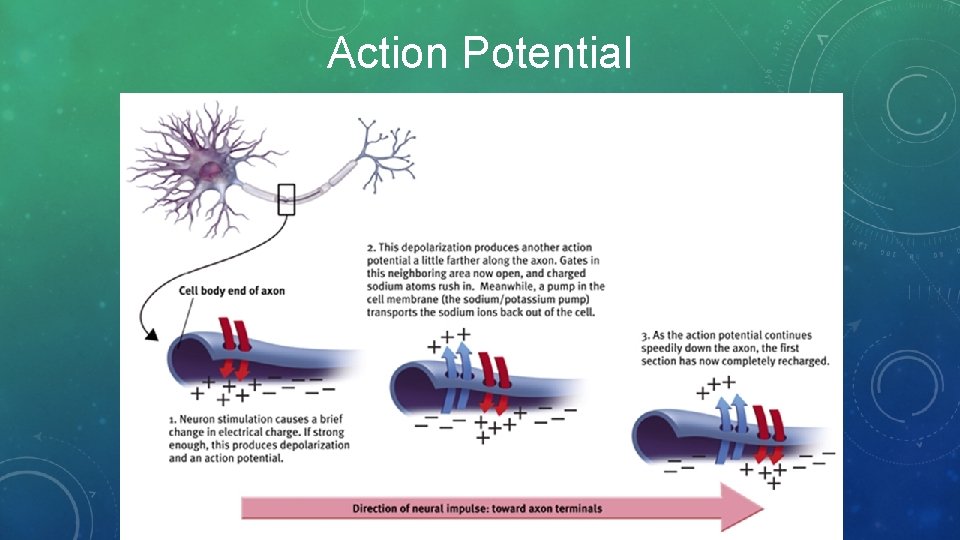 Action Potential 
