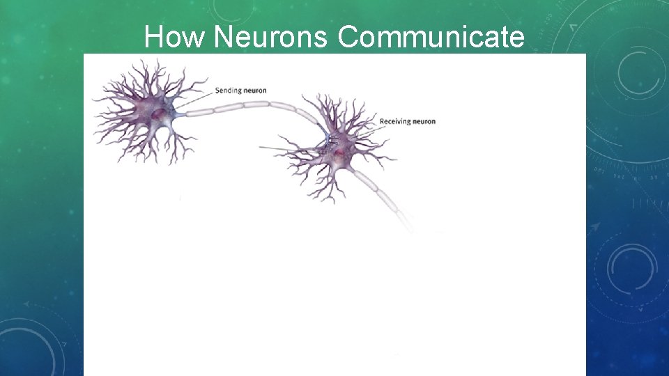 How Neurons Communicate 