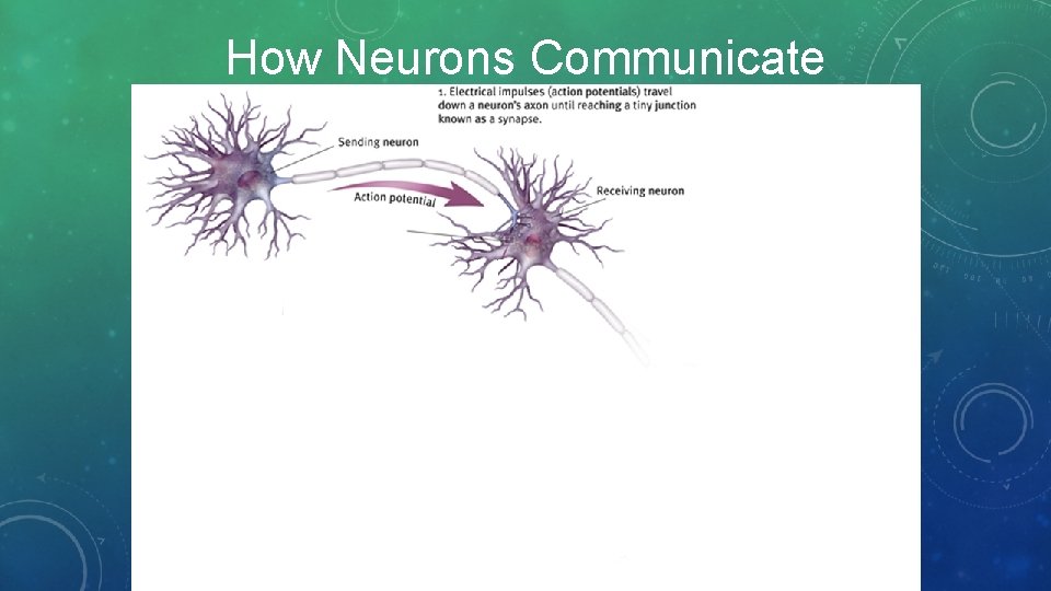 How Neurons Communicate 