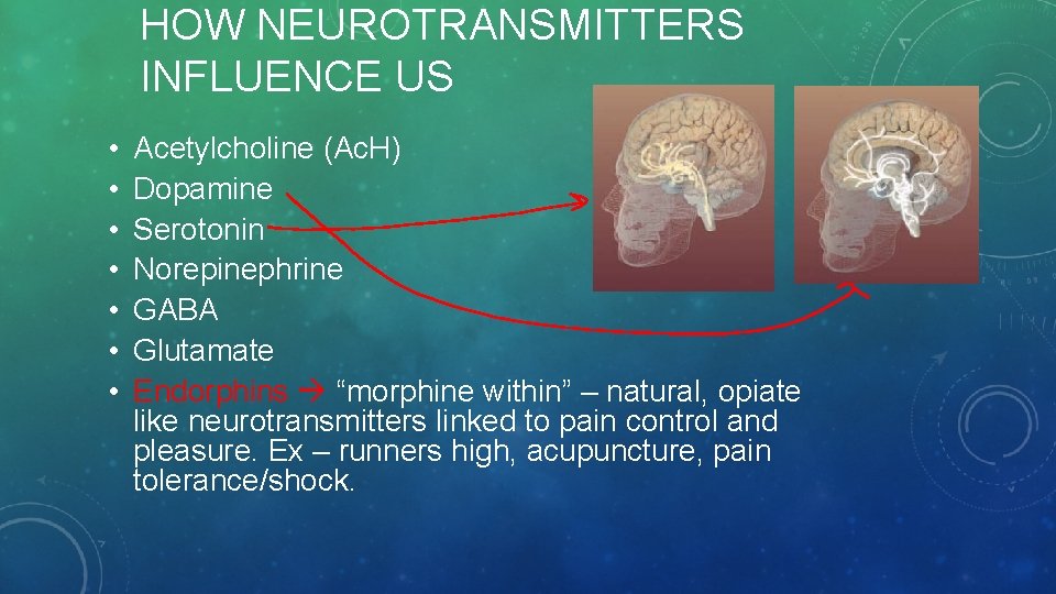 HOW NEUROTRANSMITTERS INFLUENCE US • • Acetylcholine (Ac. H) Dopamine Serotonin Norepinephrine GABA Glutamate
