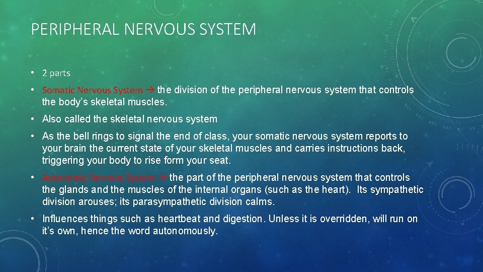 PERIPHERAL NERVOUS SYSTEM • 2 parts • Somatic Nervous System the division of the