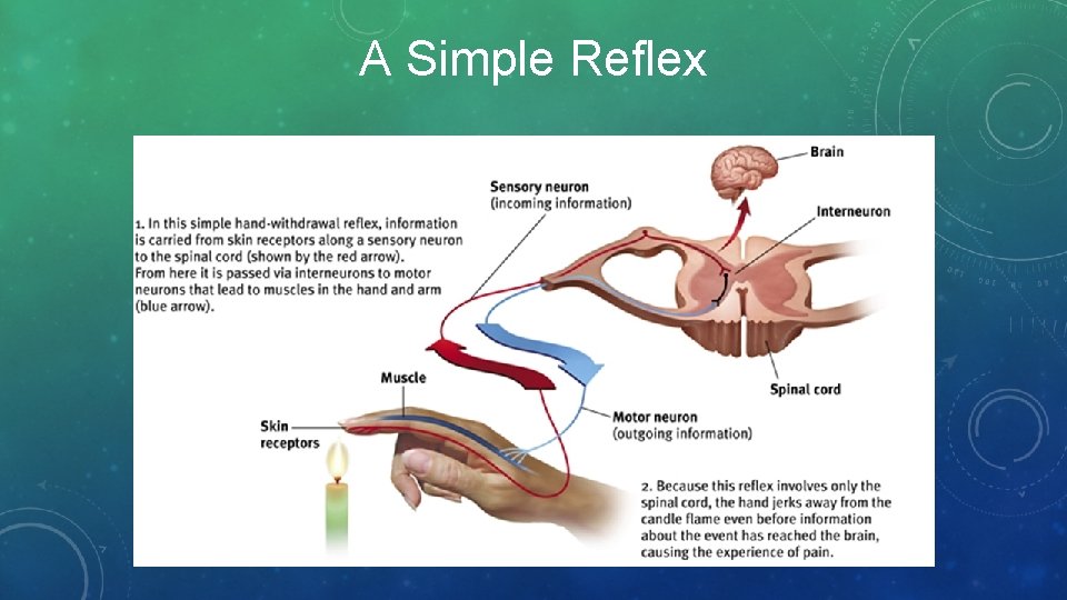 A Simple Reflex 