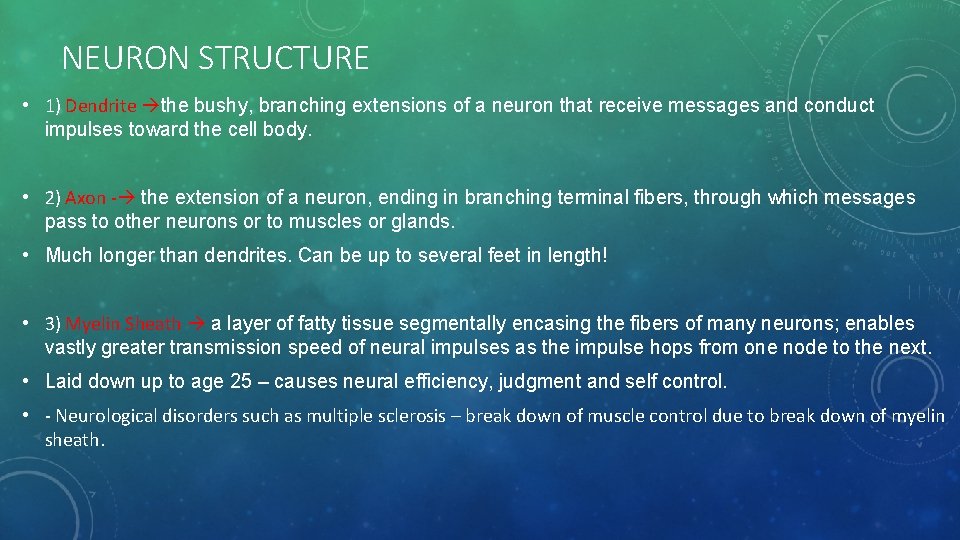 NEURON STRUCTURE • 1) Dendrite the bushy, branching extensions of a neuron that receive