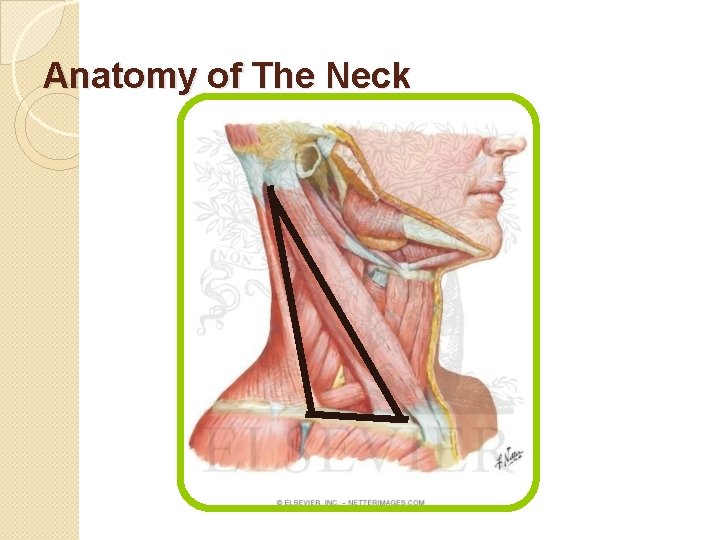 Anatomy of The Neck 