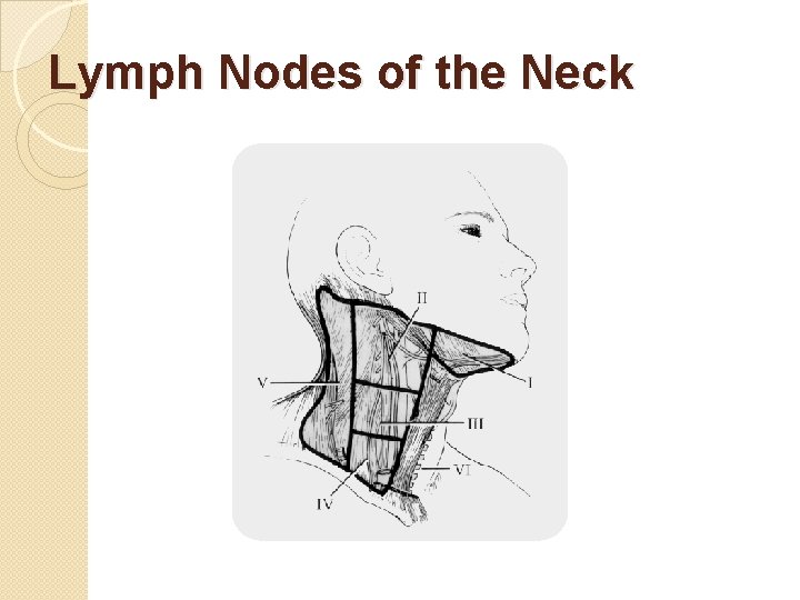 Lymph Nodes of the Neck 