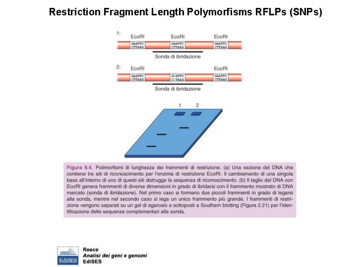 Restriction Fragment Length Polymorfisms RFLPs (SNPs) 