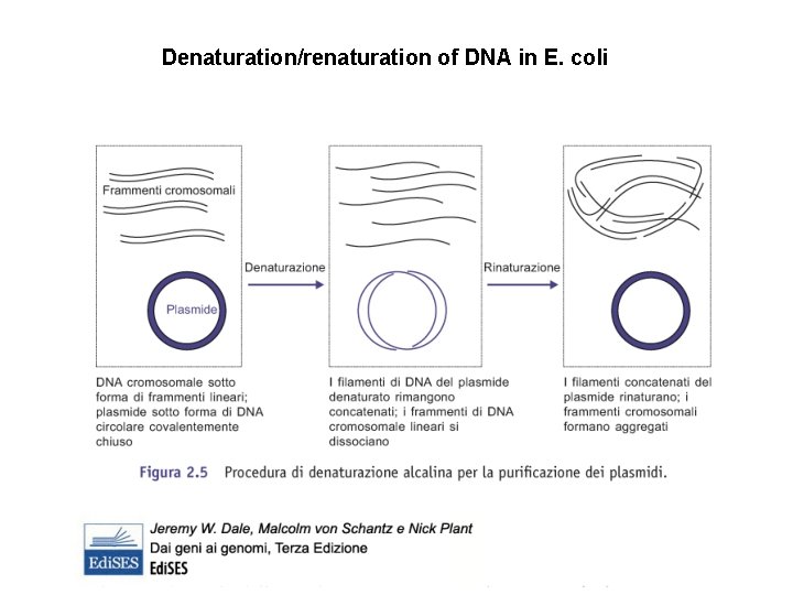 Denaturation/renaturation of DNA in E. coli 