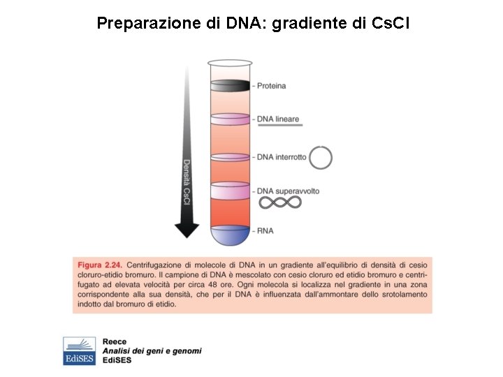 Preparazione di DNA: gradiente di Cs. Cl 