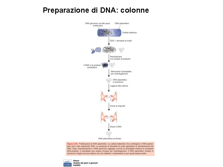 Preparazione di DNA: colonne 