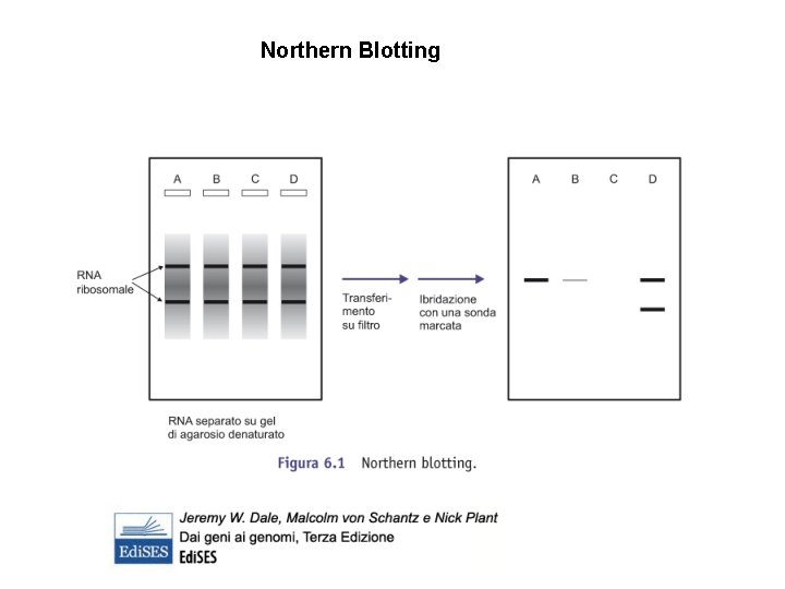 Northern Blotting 