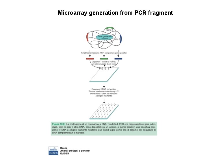 Microarray generation from PCR fragment 