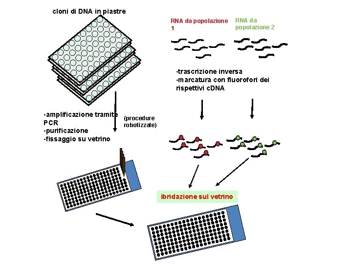 cloni di DNA in piastre RNA da popolazione 1 RNA da popolazione 2 -trascrizione