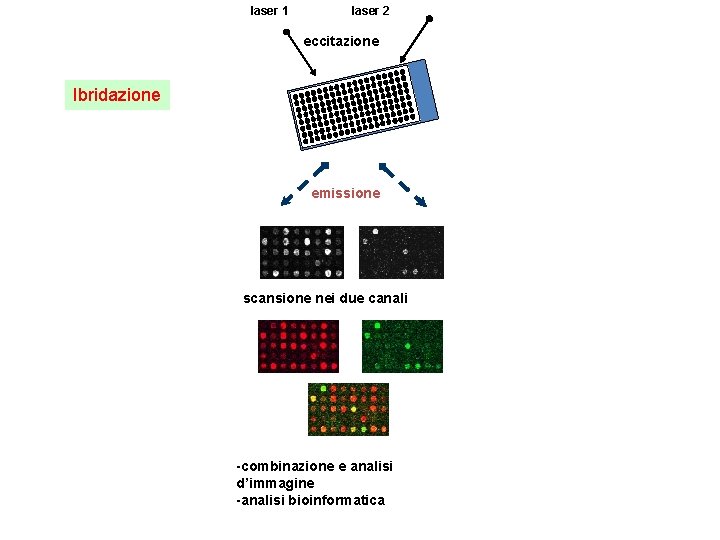 laser 1 laser 2 eccitazione Ibridazione emissione scansione nei due canali -combinazione e analisi