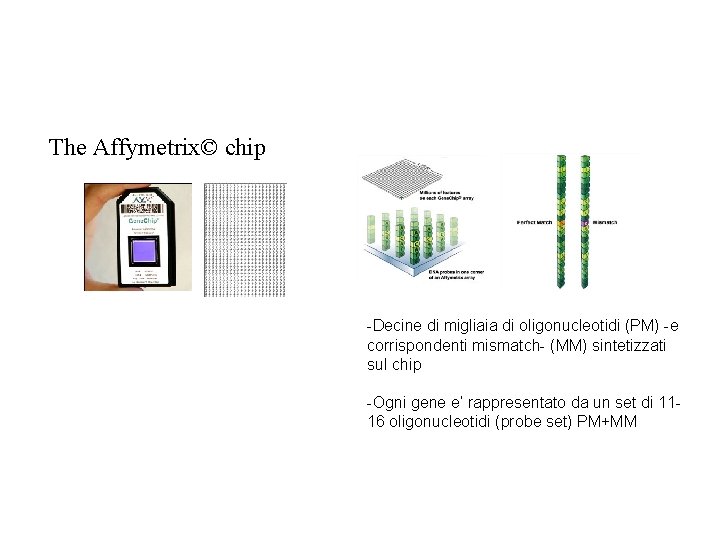 The Affymetrix© chip -Decine di migliaia di oligonucleotidi (PM) -e corrispondenti mismatch- (MM) sintetizzati