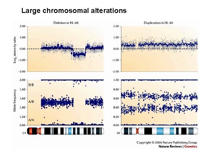 Large chromosomal alterations 