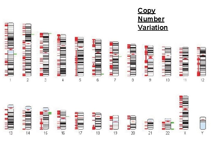 Copy Number Variation 