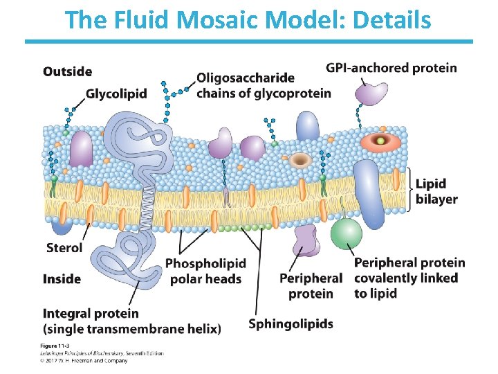 The Fluid Mosaic Model: Details 