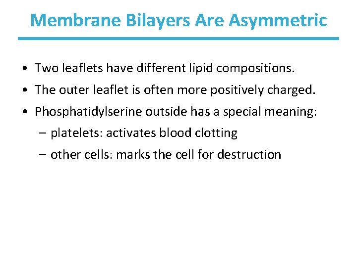 Membrane Bilayers Are Asymmetric • Two leaflets have different lipid compositions. • The outer