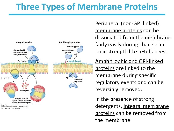 Three Types of Membrane Proteins Peripheral (non-GPI linked) membrane proteins can be dissociated from