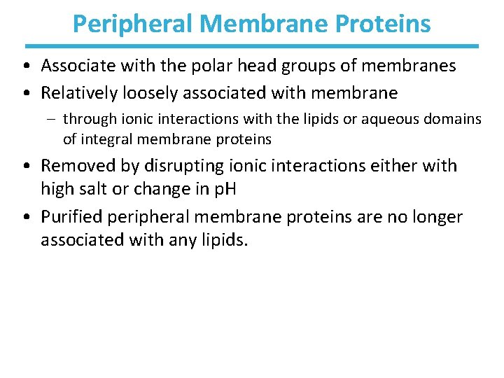 Peripheral Membrane Proteins • Associate with the polar head groups of membranes • Relatively